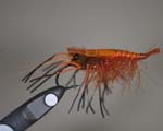 Steelhead Fly UK 10