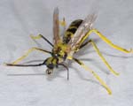 Trout Fly KR 1
