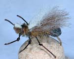 Trout Fly UK 16